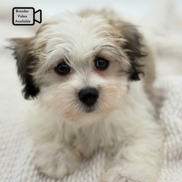 [#251558-05]  - Brown / White F Coton de Tulear Puppies for Sale