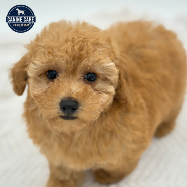 [#251322-03]  - Apricot F Poodle Puppies for Sale