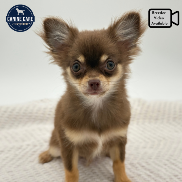 [#251142-02]  - Chocolate / White M Chihuahua Puppies for Sale