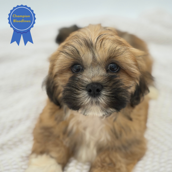 [#251500-03]  - Brindle M Lhasa Apso Puppies for Sale