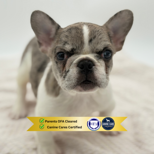 [#251480-01]  - Blue Fawn Merle M French Bulldog Puppies for Sale