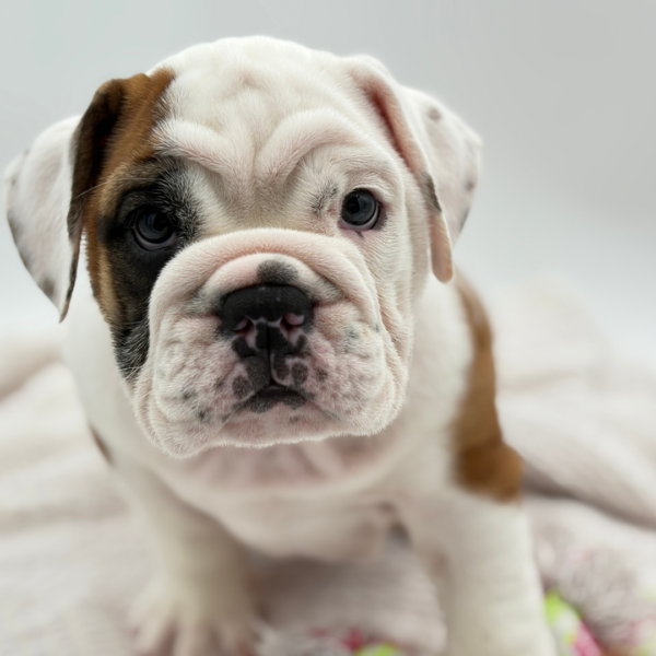 [#251785-02]  - Red / White F English Bulldog  Puppies for Sale