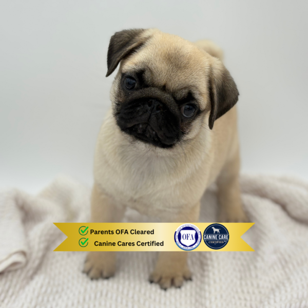[#251470-03]  - Fawn F Pug Puppies for Sale