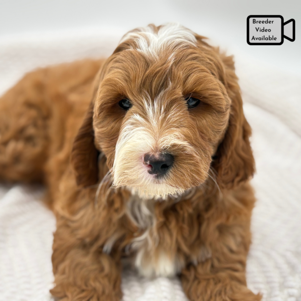 [#251534-03]  - Red M Goldendoodle Mini 2nd Gen Puppies for Sale