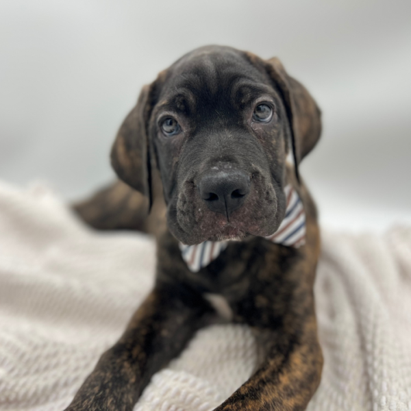 [#252253-03]  - Black Brindle M Cane Corso Puppies for Sale