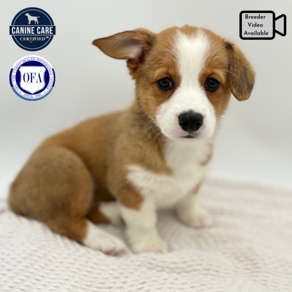 [#251843-05]  - Red / White F Pembroke Welsh Corgi Puppies for Sale