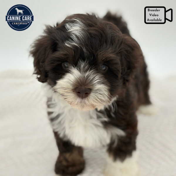 [#251401-02]  - Chocolate / White F Havanese Puppies for Sale