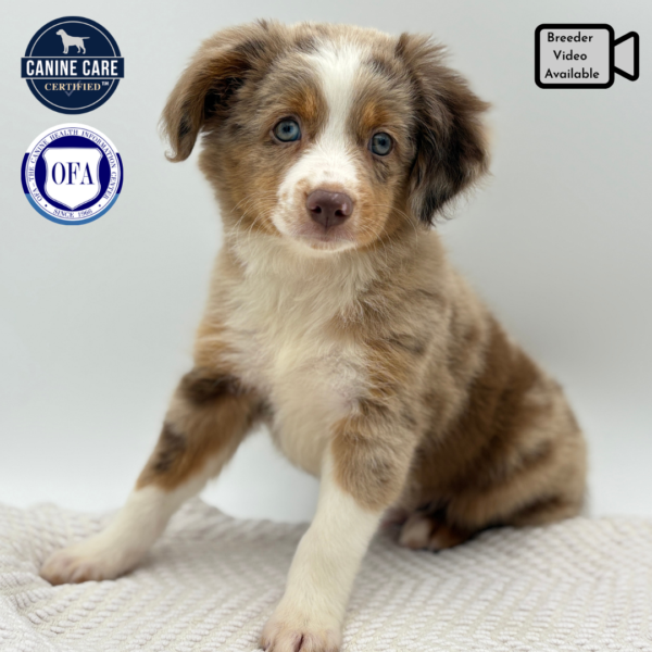 [#251757-04]  - Red Merle M Toy Australian Shepherd Puppies for Sale