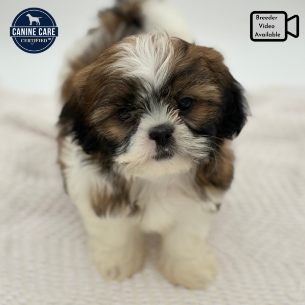 [#251405-04]  - Brindle / White F Shih Tzu Puppies for Sale