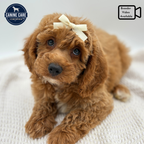 [#252026-08]  - Apricot F Goldendoodle Mini 2nd Gen Puppies for Sale