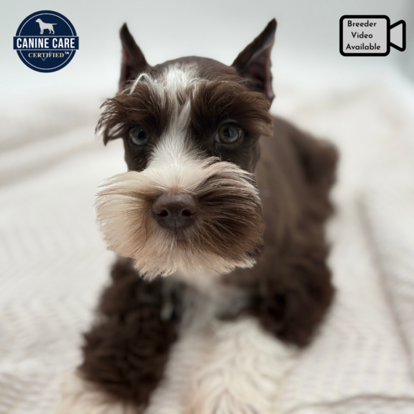 [#251465-03]  - Chocolate / White M Miniature Schnauzer Puppies for Sale