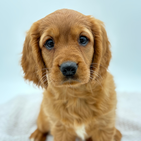 [#25199-06]  - Golden F Mini Golden Retriever Puppies for Sale