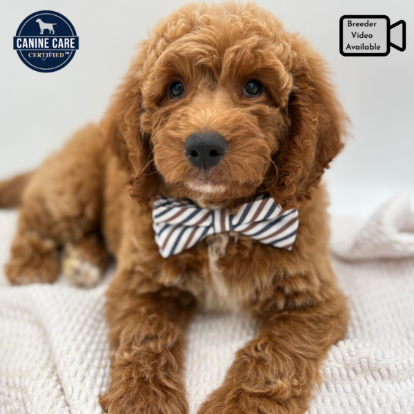 [#252026-05]  - Apricot M Goldendoodle Mini 2nd Gen Puppies for Sale