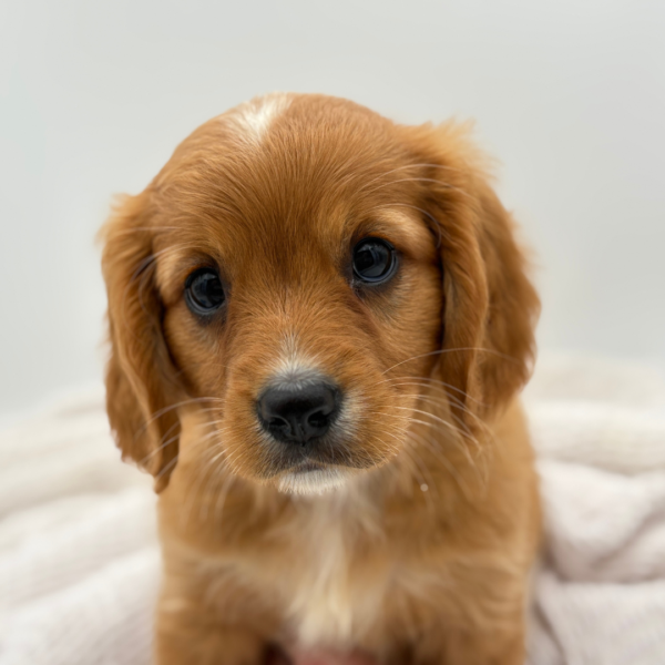 [#25199-04]  - Golden M Mini Golden Retriever Puppies for Sale