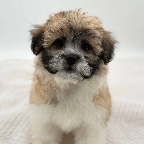 [#251632-03]  - Gold / White F Teddy Bear Puppies for Sale