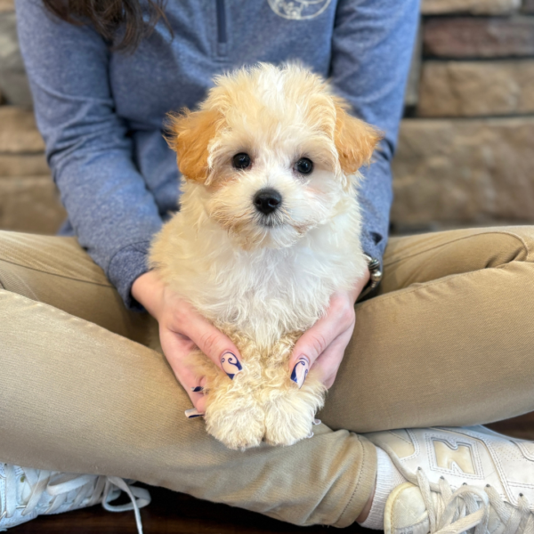 [#251962-01]  - Apricot / White M Maltipoo Puppies for Sale