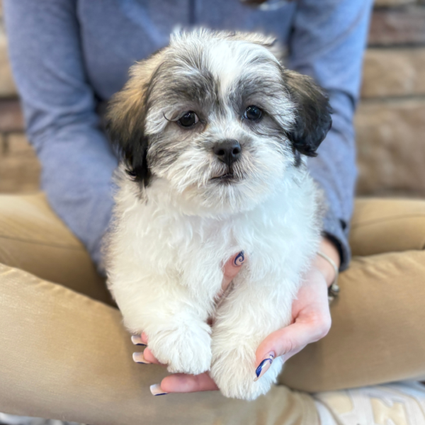 [#251633-01]  - Brown / White M Teddy Bear Puppies for Sale