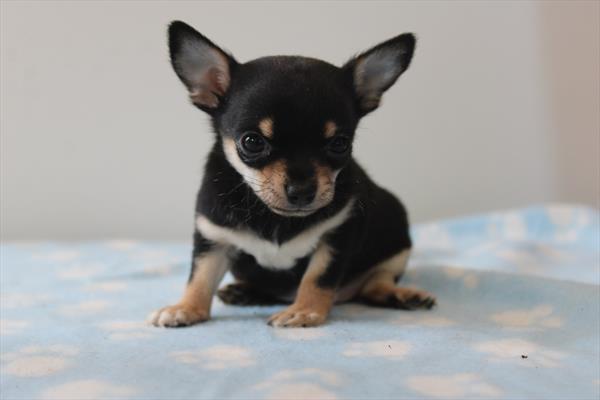 [#251333-01]  - Black / White M Chihuahua Puppies for Sale