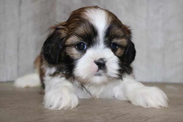 [#251405-04]  - Brindle / White F Shih Tzu Puppies for Sale