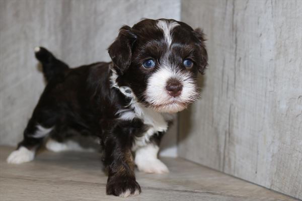 [#251401-02]  - Chocolate / White F Havanese Puppies for Sale