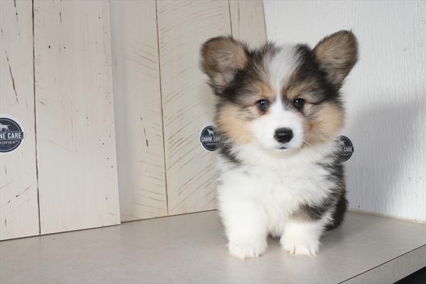 [#251576-03]  - Tri-Colored M Pembroke Welsh Corgi Puppies for Sale
