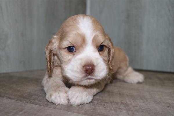 [#25225-07]  - Buff F Cocker Spaniel Puppies for Sale