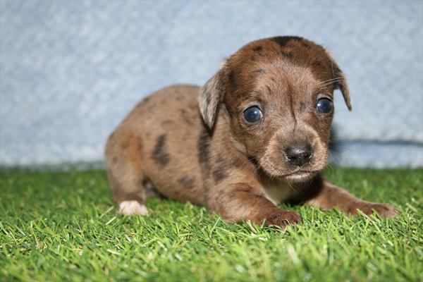 [#251410-03]  - Chocolate Merle F Chiweenie Puppies for Sale