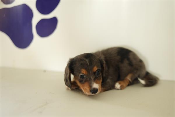 [#251794-04]  - Silver Dapple F Dachshund Puppies for Sale