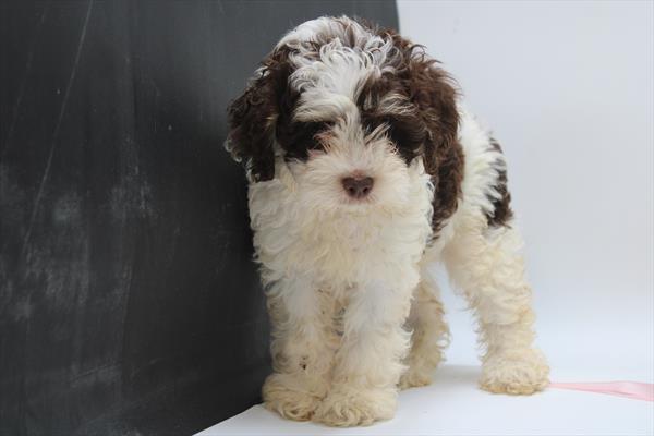 [#252147-06]  - Chocolate / White F Cock A Poo Puppies for Sale