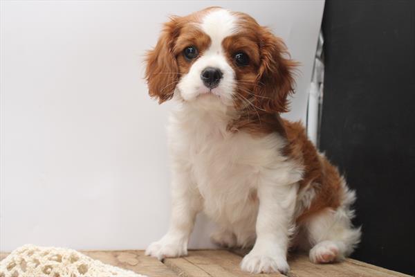 [#251734-01]  - Blenheim F Cavalier King Charles Spaniel Puppies for Sale