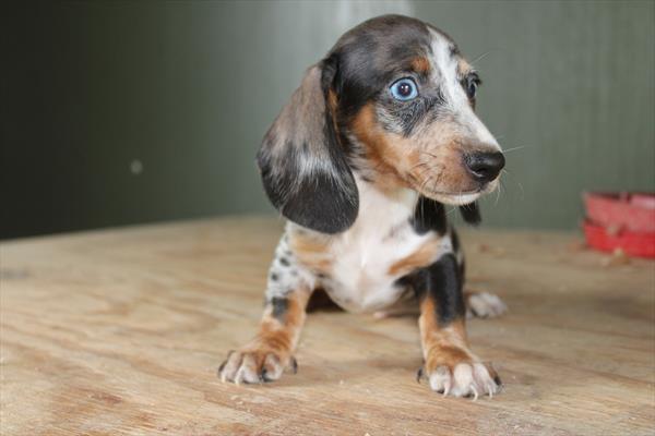[#252127-01]  - Silver Dapple M Dachshund Puppies for Sale