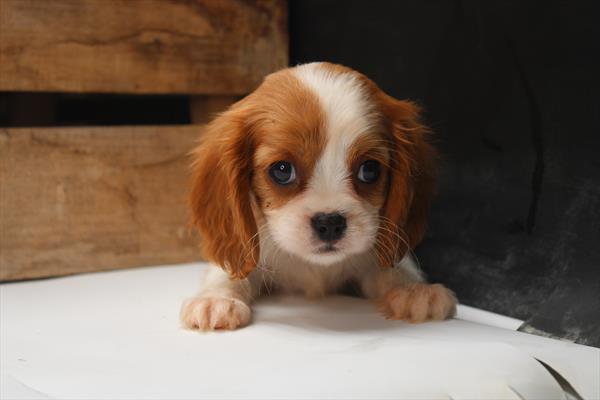 [#251757-06]  - Blenheim F Cavalier King Charles Spaniel Puppies for Sale