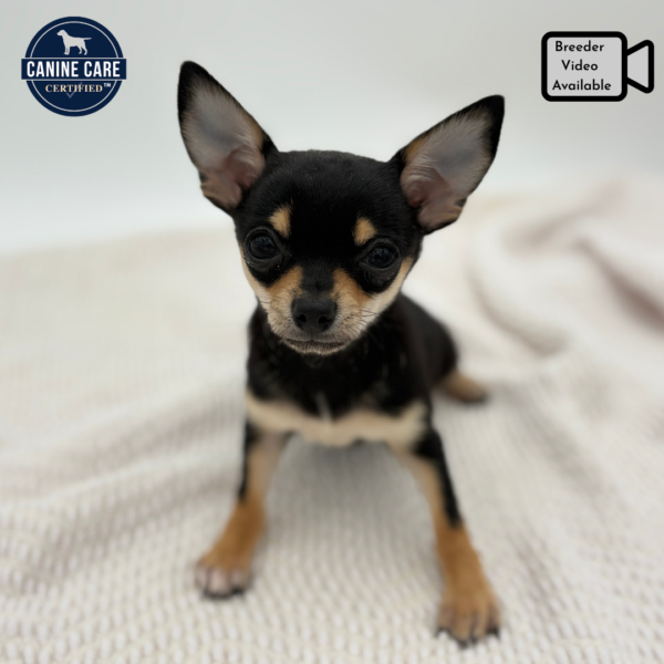 [#251333-01]  - Black / White M Chihuahua Puppies for Sale