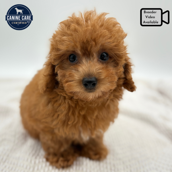 [#252095-02]  - Red / White F Poodle Mini Puppies for Sale