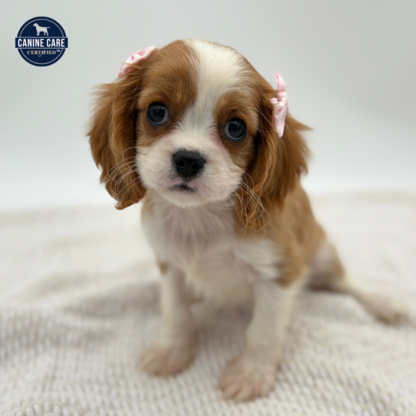 [#251757-06]  - Blenheim F Cavalier King Charles Spaniel Puppies for Sale