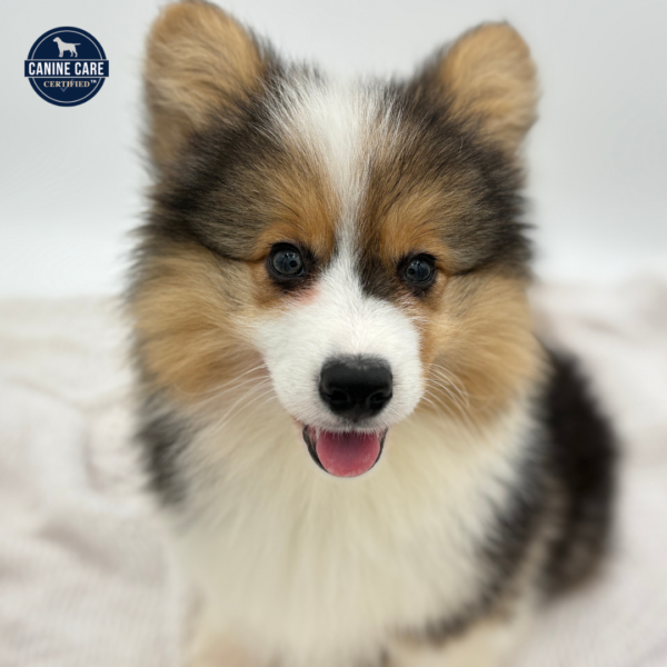 [#251576-03]  - Tri-Colored M Pembroke Welsh Corgi Puppies for Sale