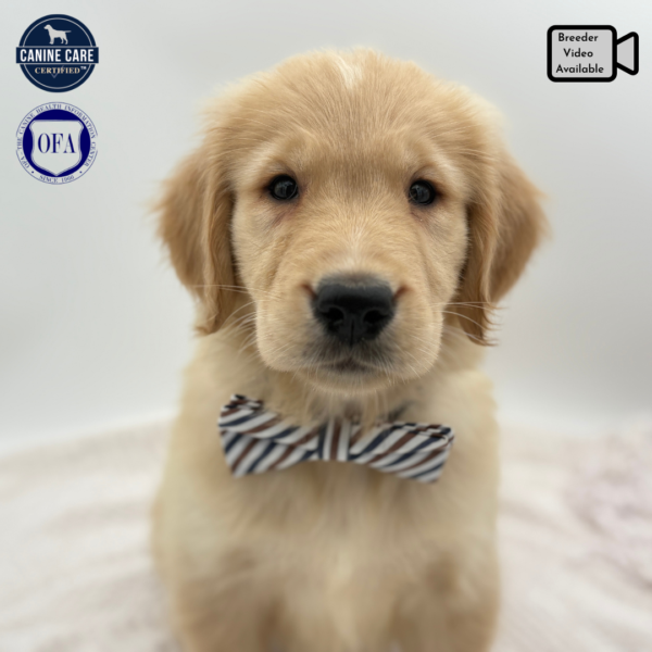 [#252363-03]  - Light Golden M Golden Retriever Puppies for Sale