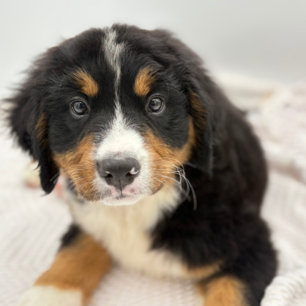 [#251924-05]  - Black Rust / White F Bernese Mountain Dog Puppies for Sale