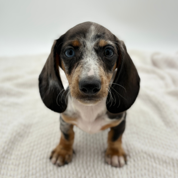 [#252127-01]  - Silver Dapple M Dachshund Puppies for Sale