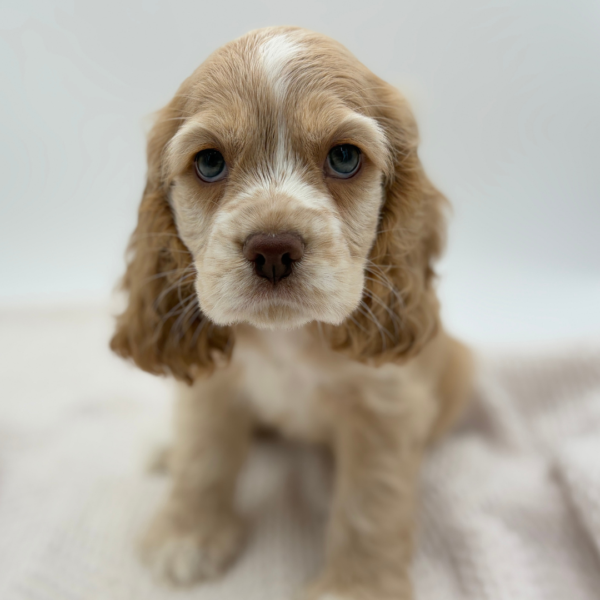 [#25225-07]  - Buff F Cocker Spaniel Puppies for Sale