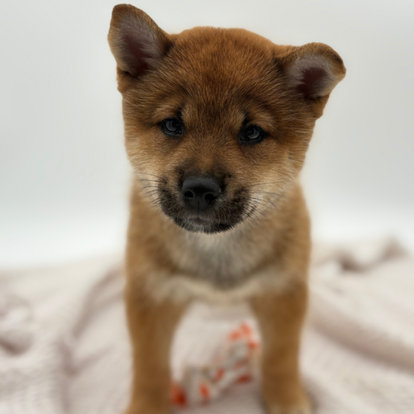[#252102-05]  - Red F Shiba Inu Puppies for Sale