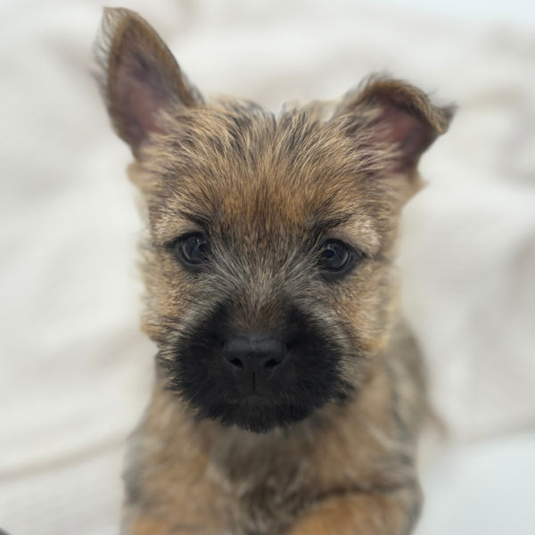 [#251565-02]  - Brindle M Cairn Terrier Puppies for Sale