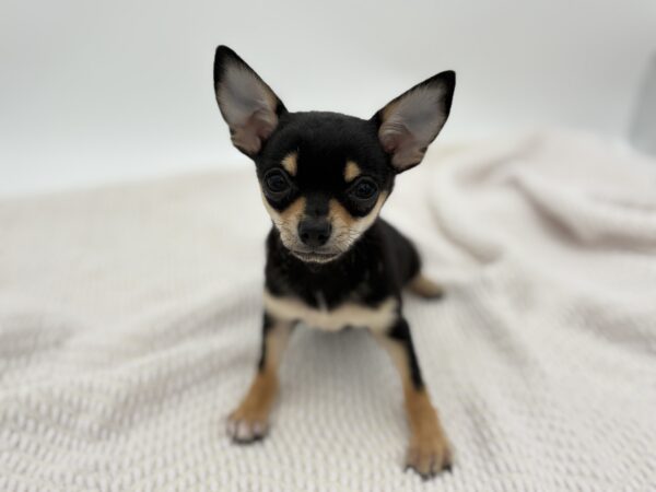 [#251333-01]  - Black / White M Chihuahua Puppies for Sale