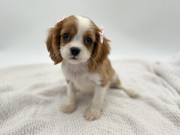 [#251757-06]  - Blenheim F Cavalier King Charles Spaniel Puppies for Sale