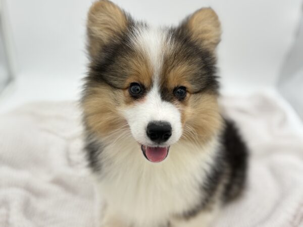 [#251576-03]  - Tri-Colored M Pembroke Welsh Corgi Puppies for Sale