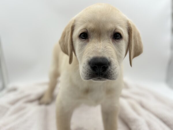 [#252090-01]  - Yellow F Labrador Retriever Puppies for Sale