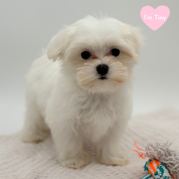 [#251896-03]  - White F Maltese Puppies for Sale