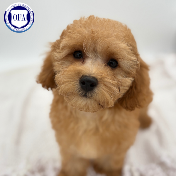 [#251941-04]  - Red M Poodle Puppies for Sale