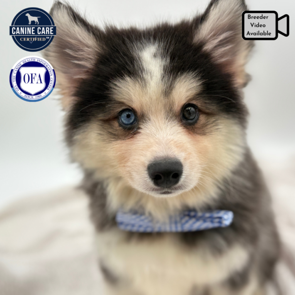 [#251721-04]  - Gray / White M Pomsky Puppies for Sale