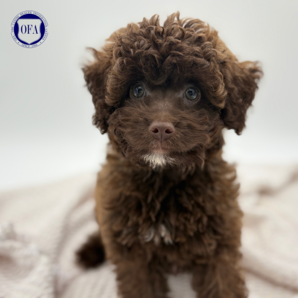 [#252180-01]  - Chocolate M Labradoodle Mini 2nd Gen Puppies for Sale